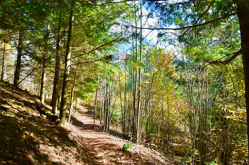 Mosquito Creek Trails